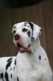 DOGUE ALLEMAND 793